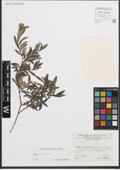 Foto von Salix purpurea L.
